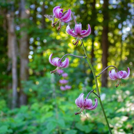 Ferienhaus Ploeckenstein Schwarzenberg am Bohmerwald エクステリア 写真