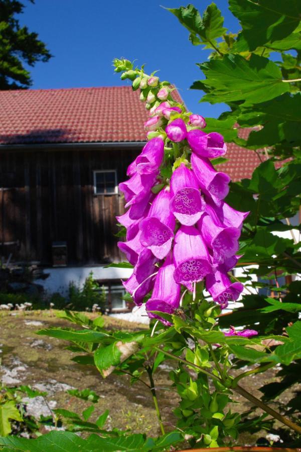 Ferienhaus Ploeckenstein Schwarzenberg am Bohmerwald エクステリア 写真