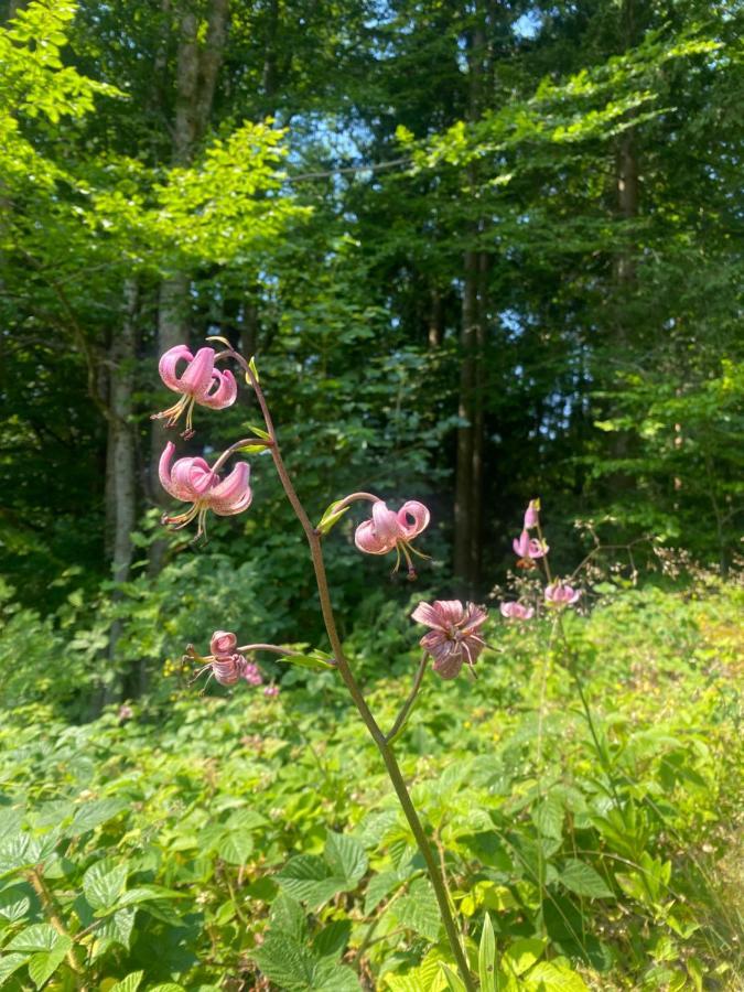 Ferienhaus Ploeckenstein Schwarzenberg am Bohmerwald エクステリア 写真